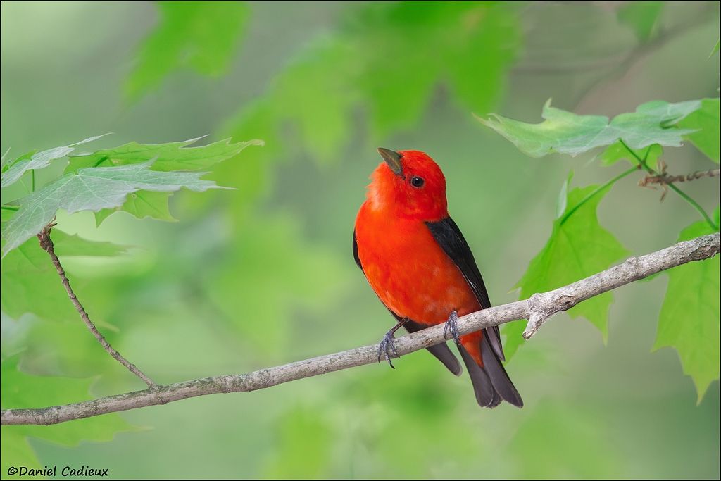 tn_Scarlet Tanager_3759-1.jpg